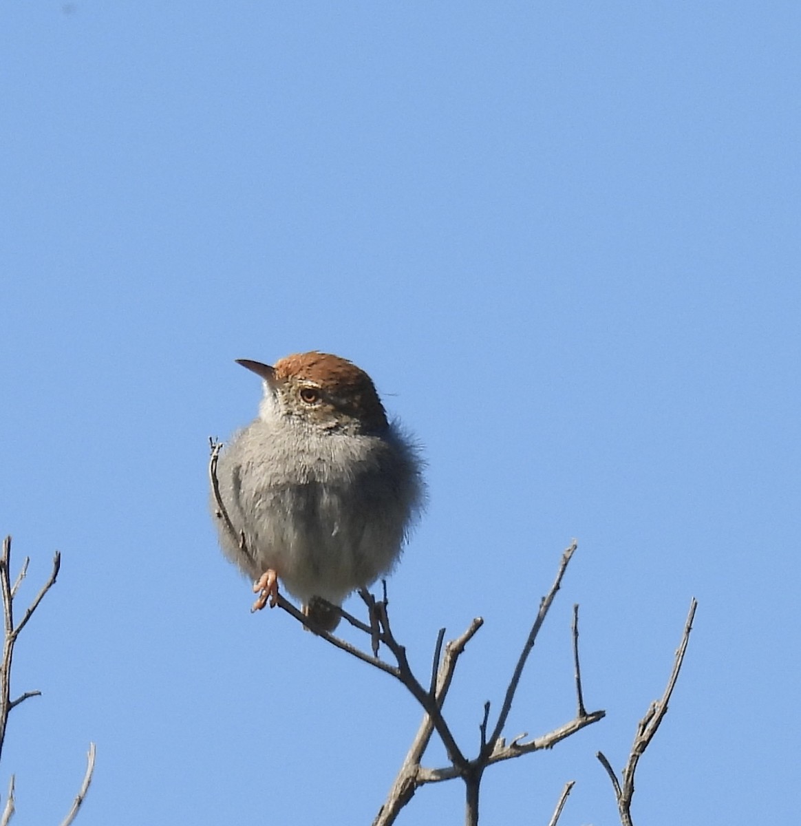 Piping Cisticola - ML640916899