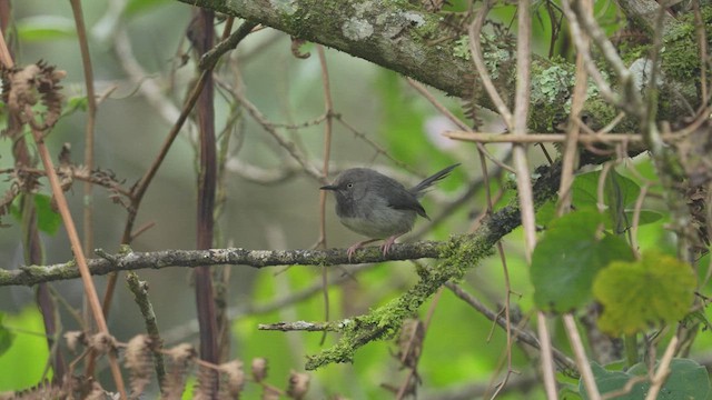 Taita Apalis - ML640916906