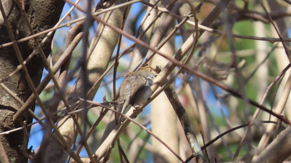 Piping Cisticola - ML640916943