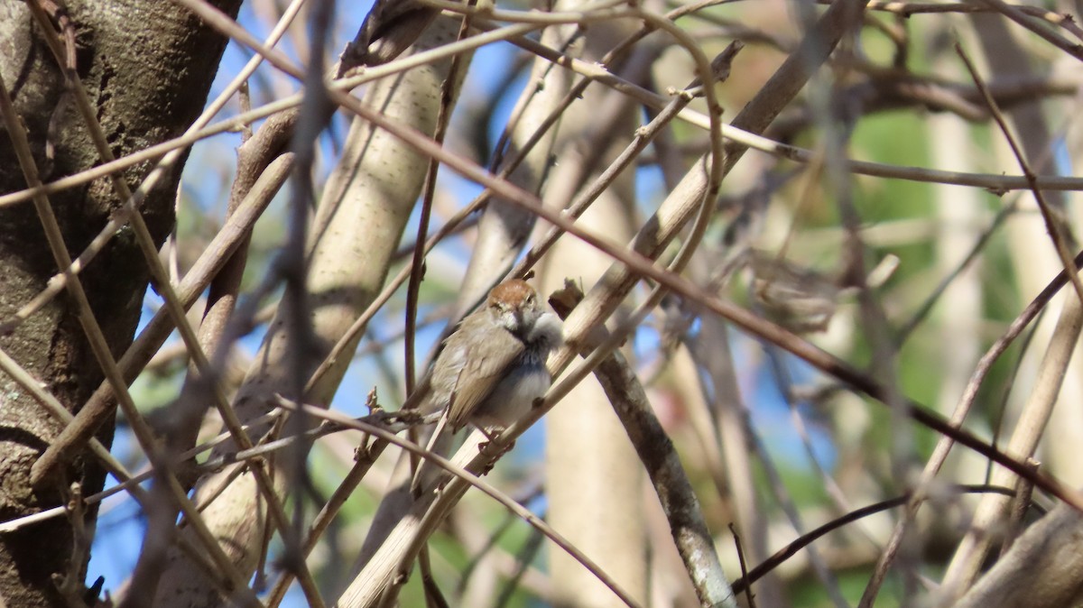 Piping Cisticola - ML640916949