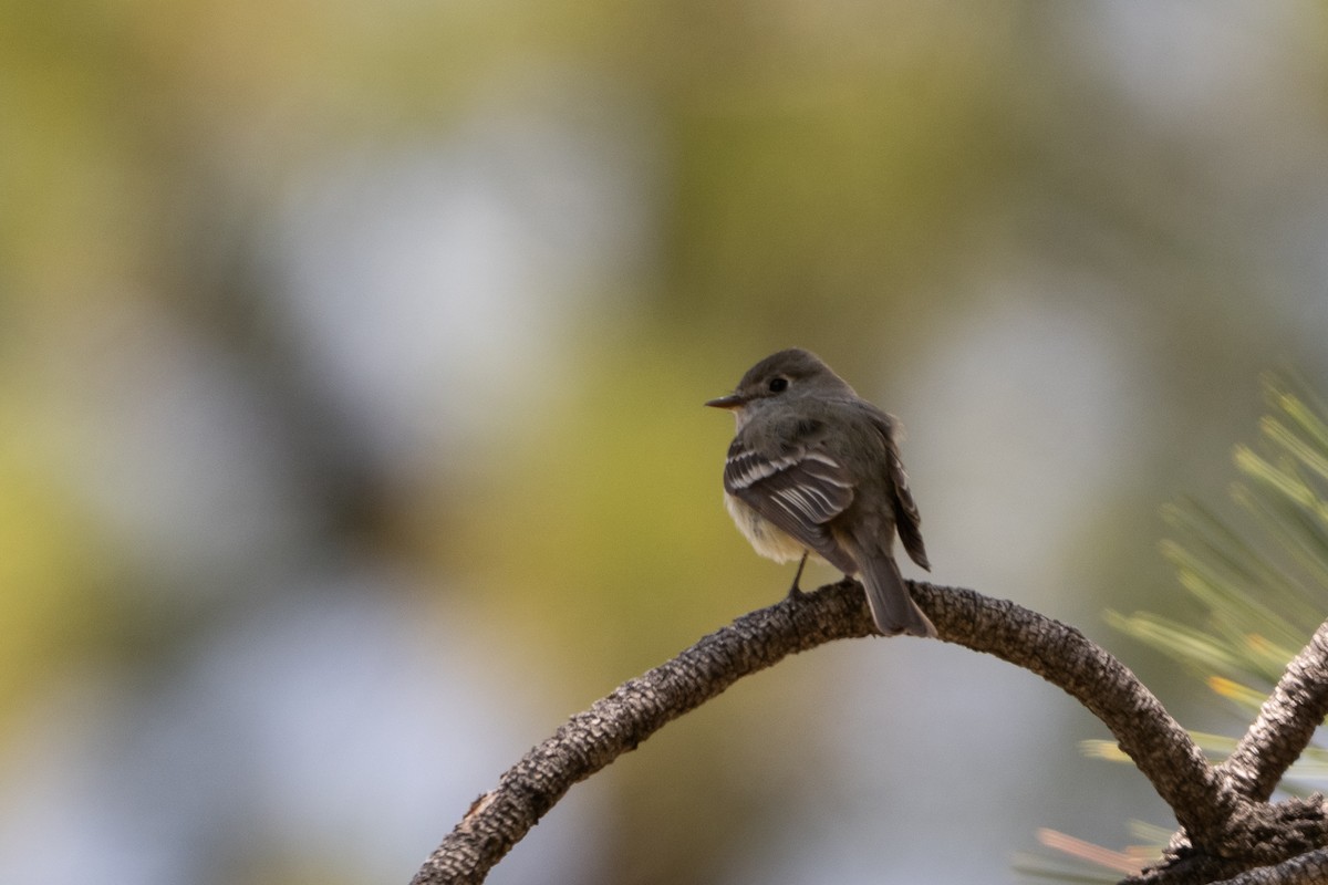 Hammond's Flycatcher - ML640916964