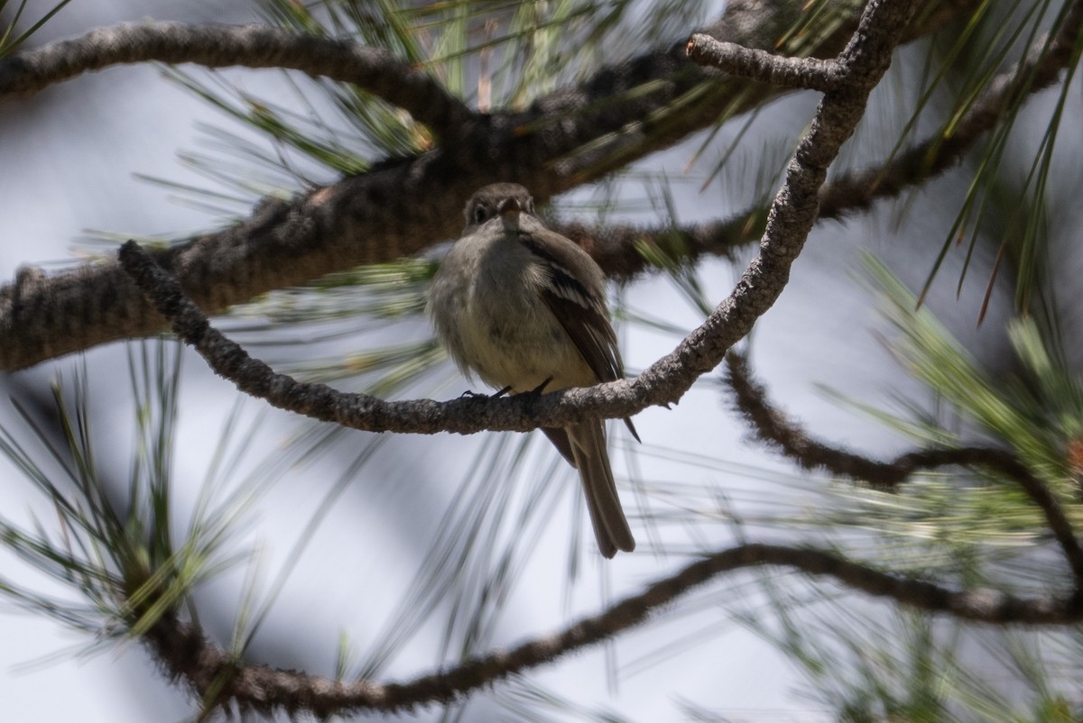 Hammond's Flycatcher - ML640916965