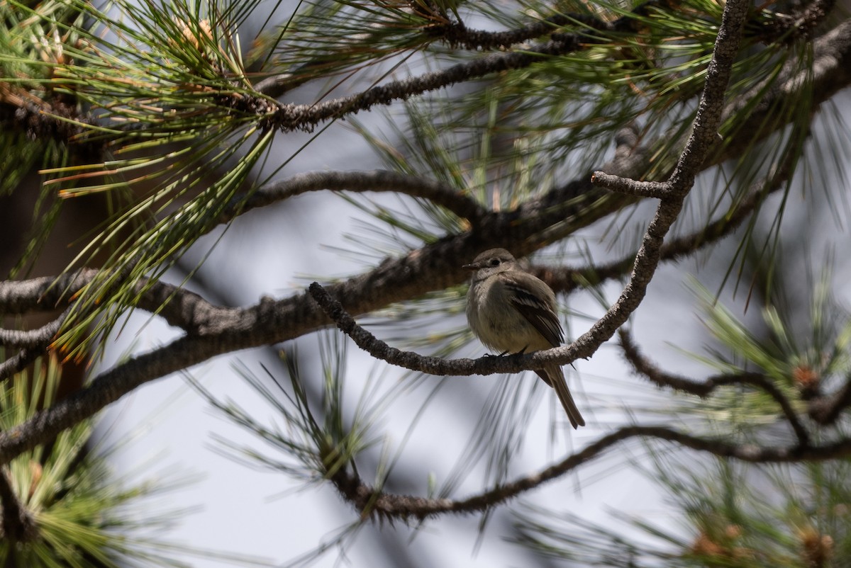 Hammond's Flycatcher - ML640916966