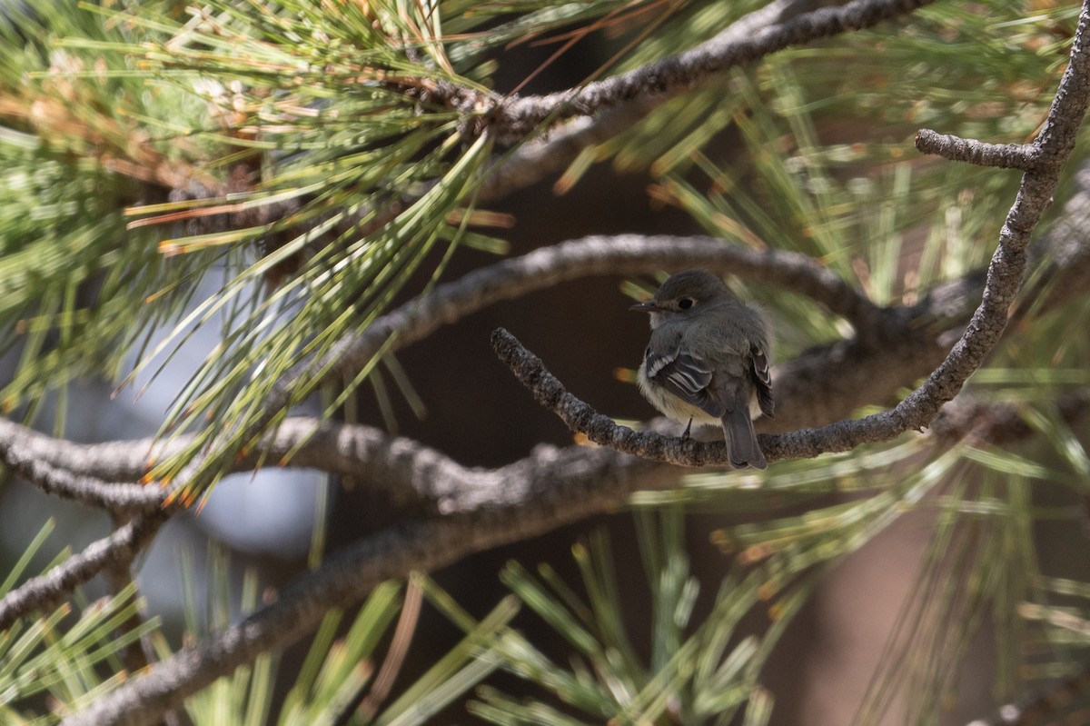Hammond's Flycatcher - ML640916967