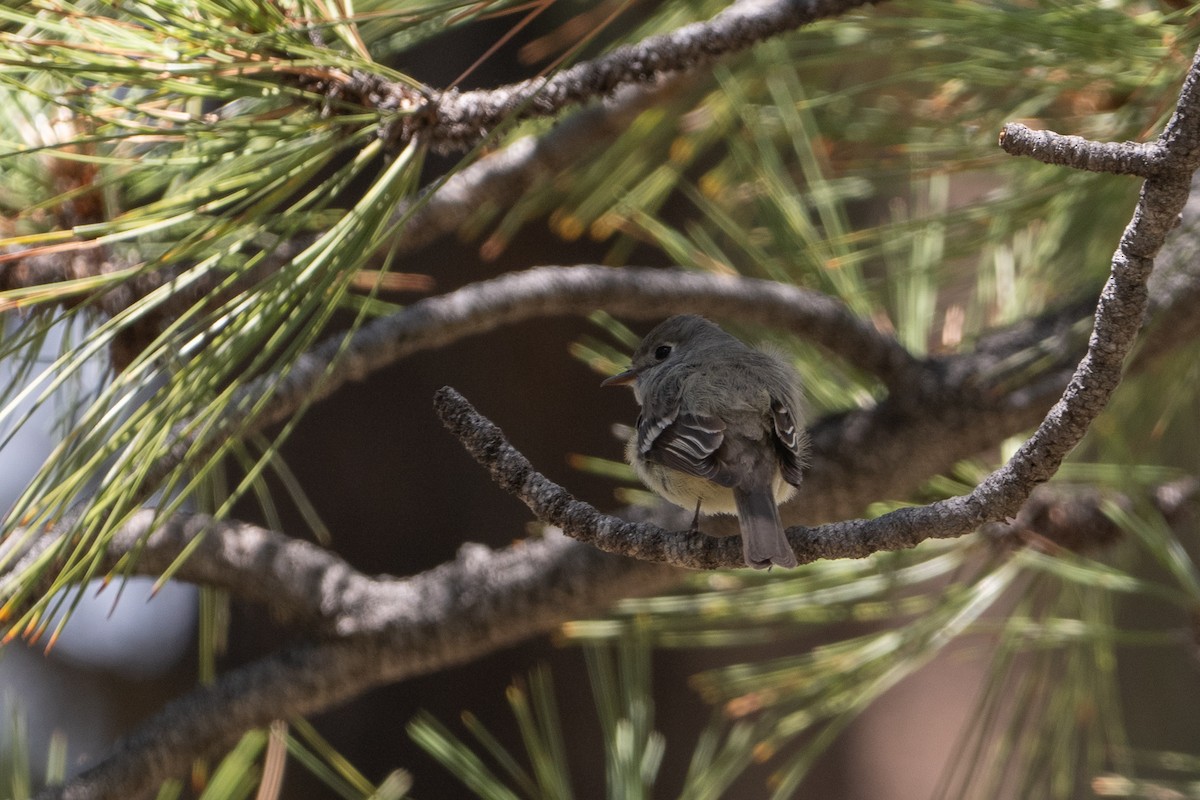 Hammond's Flycatcher - ML640916969