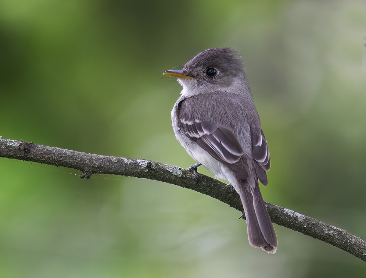 Tumbes Pewee - ML640917015