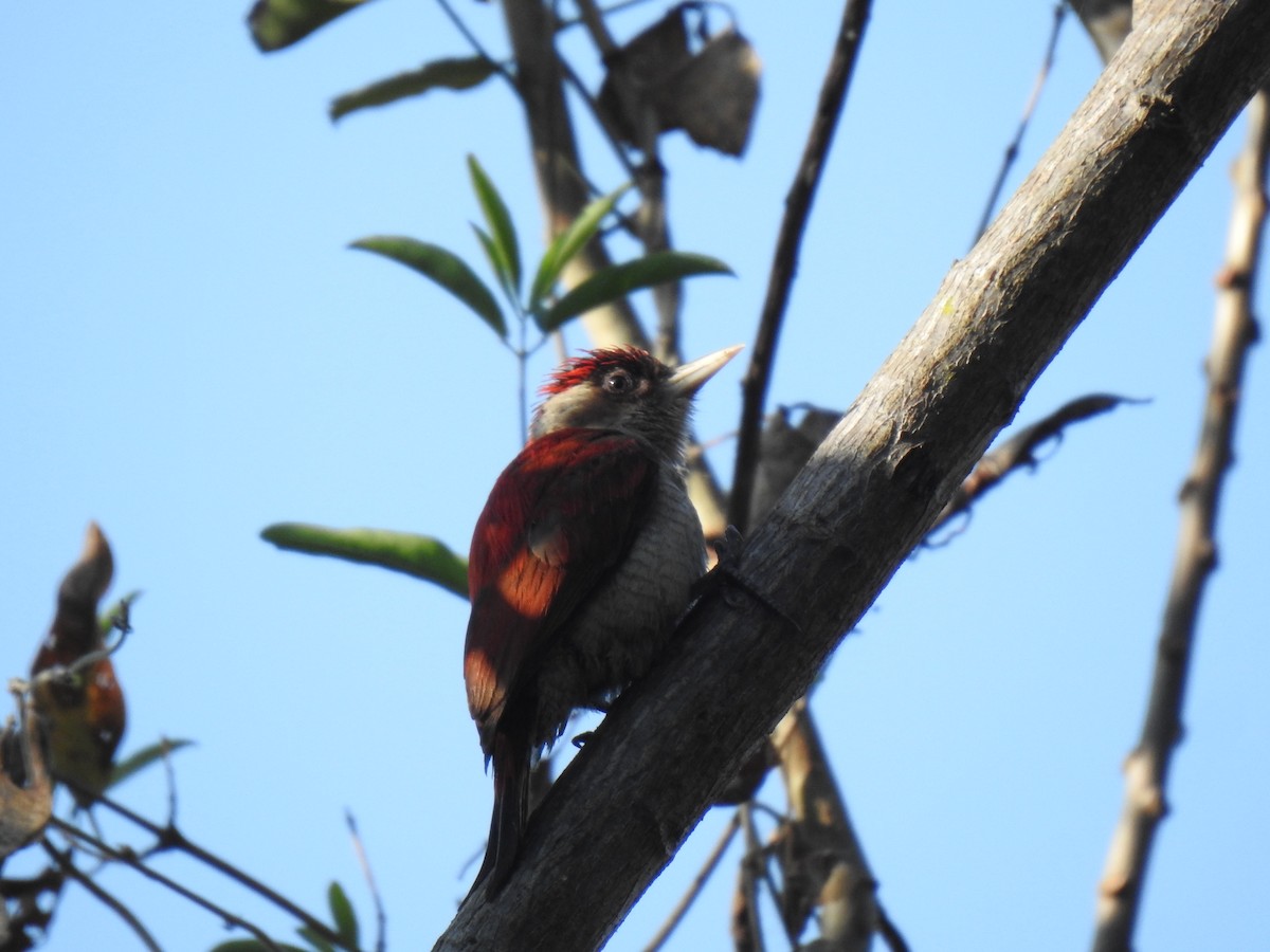 Scarlet-backed Woodpecker - ML640917022