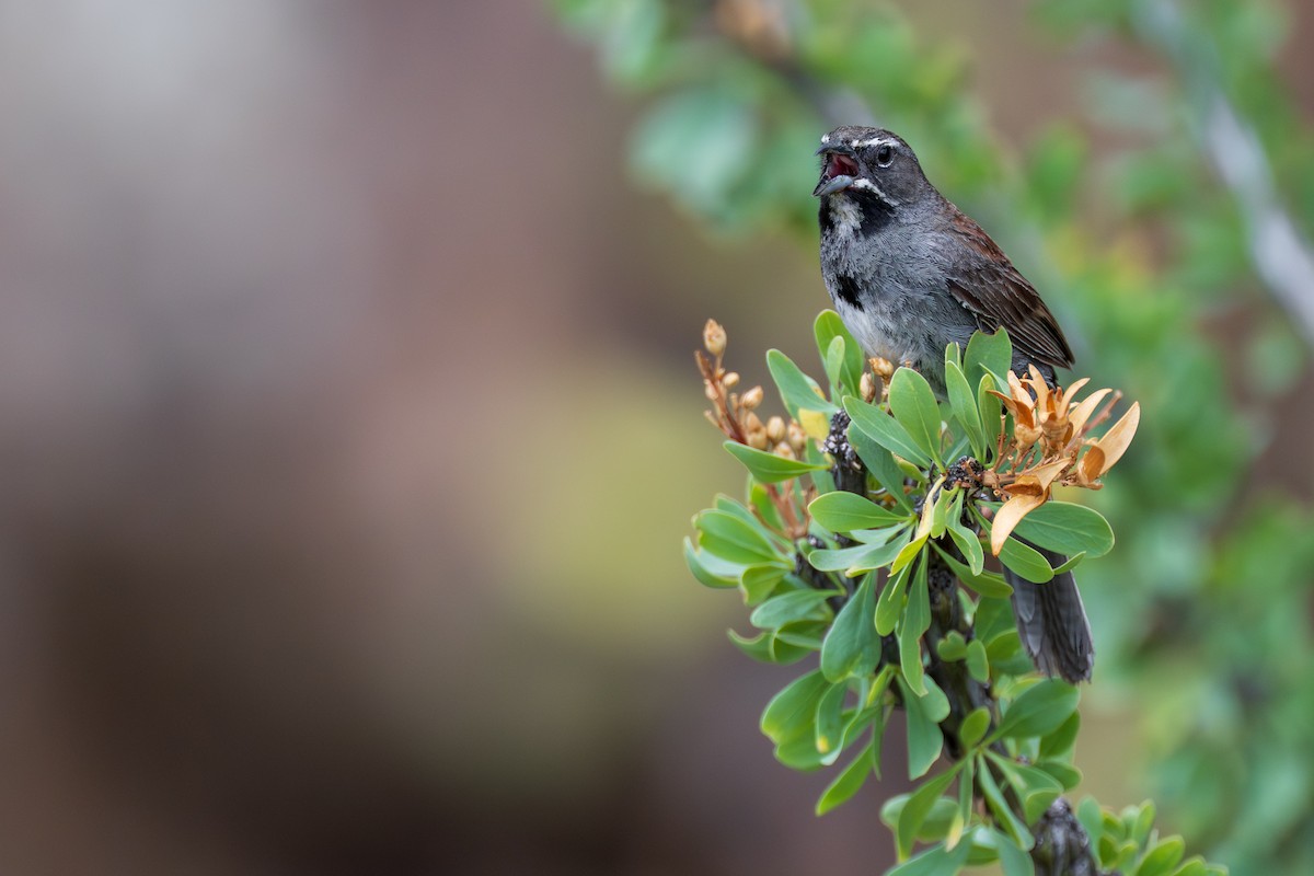Five-striped Sparrow - ML640917044