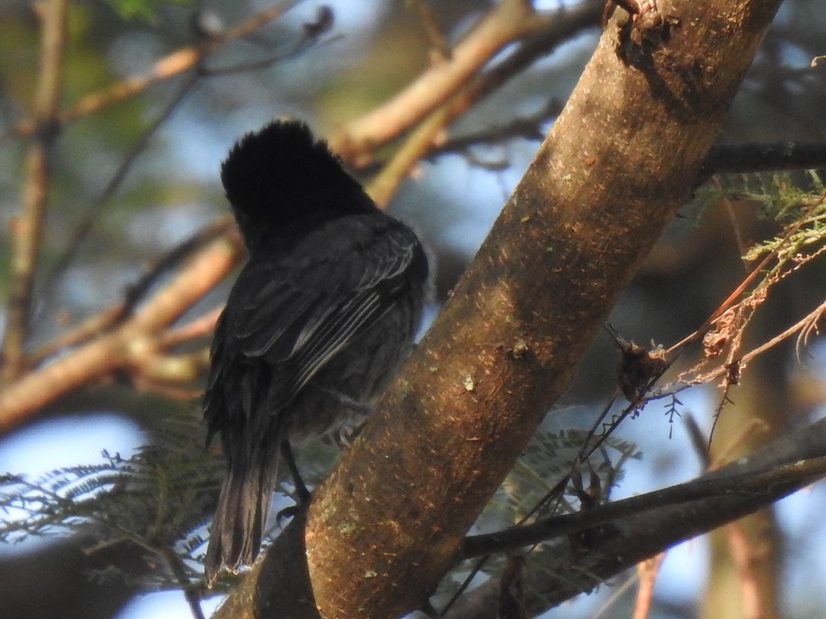 Slaty Becard - ML640917045