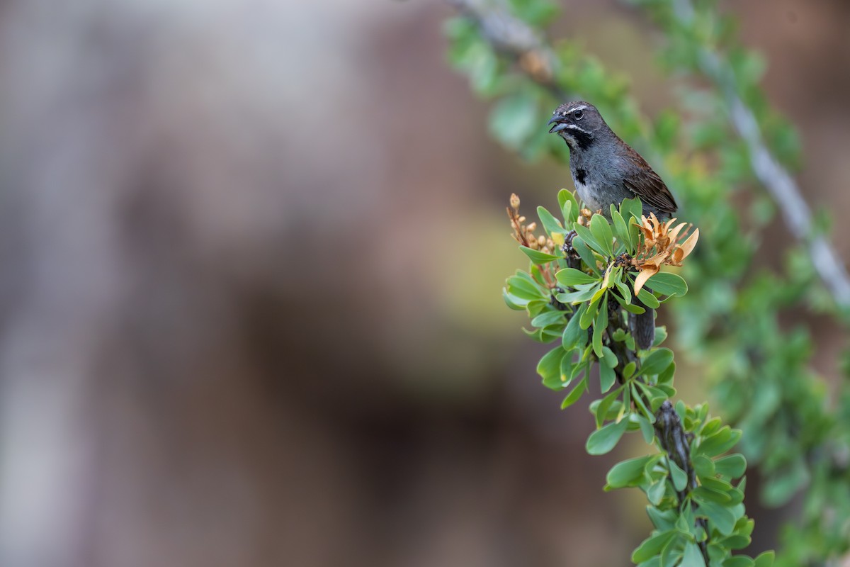 Five-striped Sparrow - ML640917053