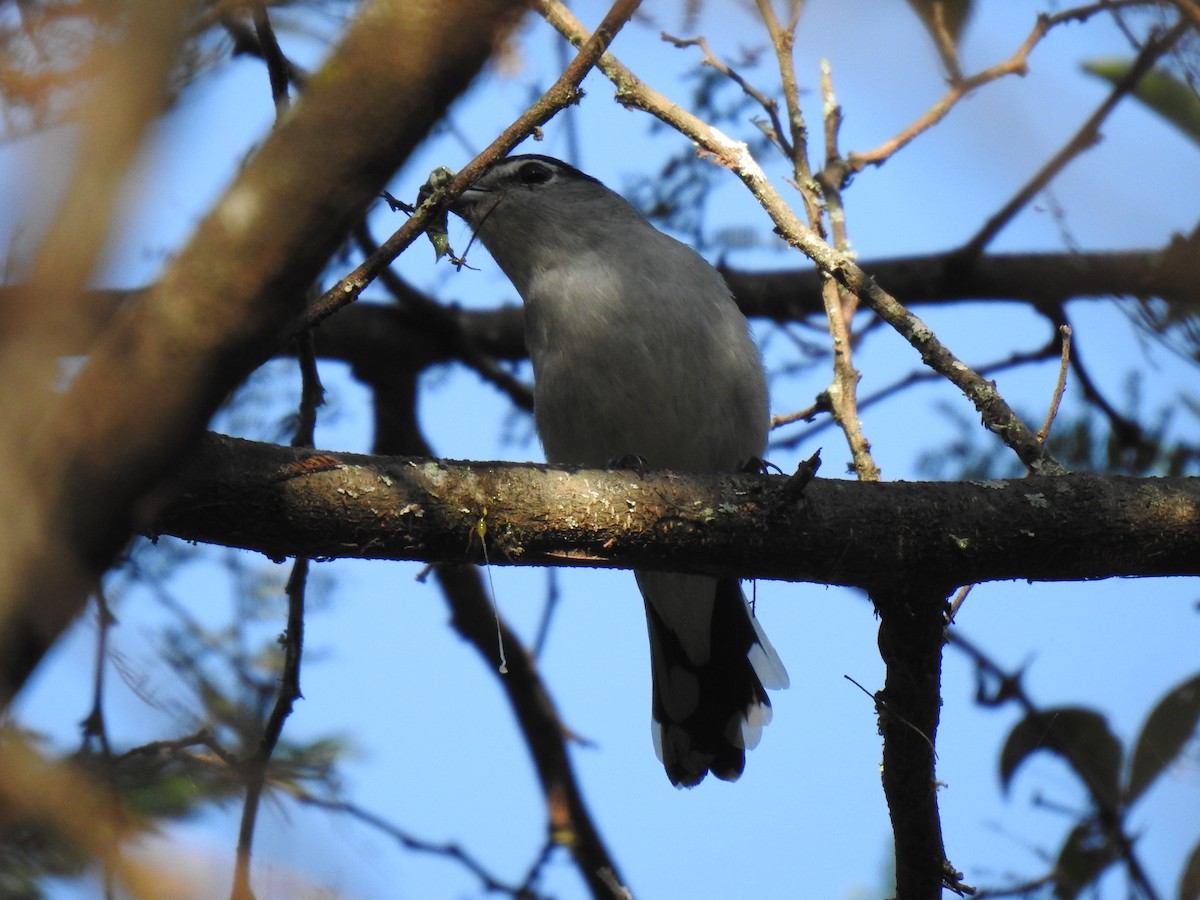 Cryptic Becard - ML640917066