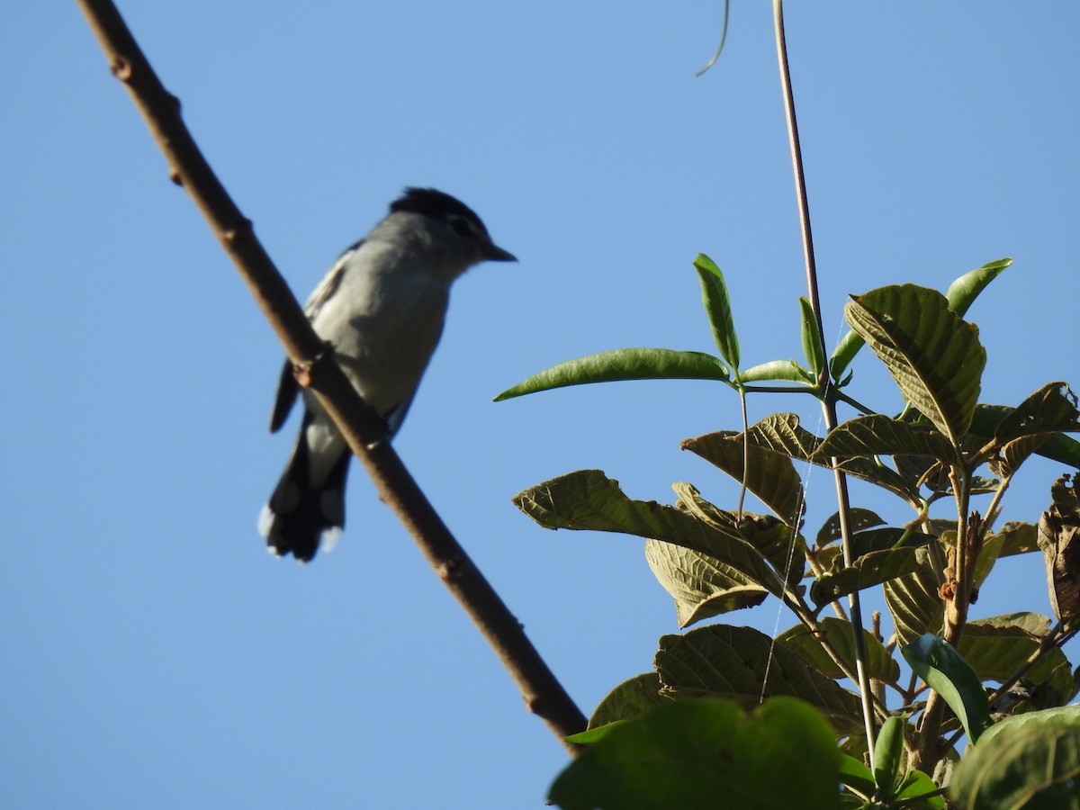 Cryptic Becard - ML640917067