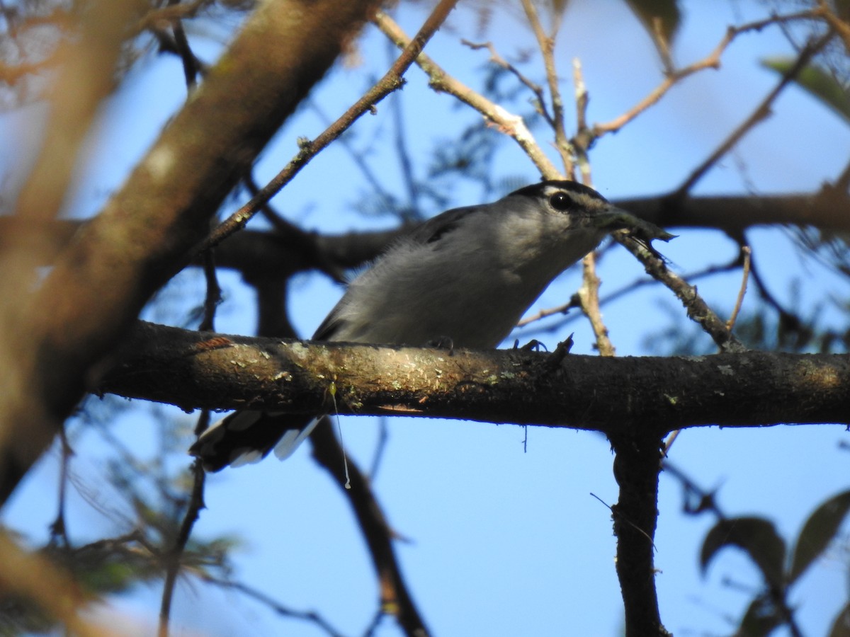 Cryptic Becard - ML640917069