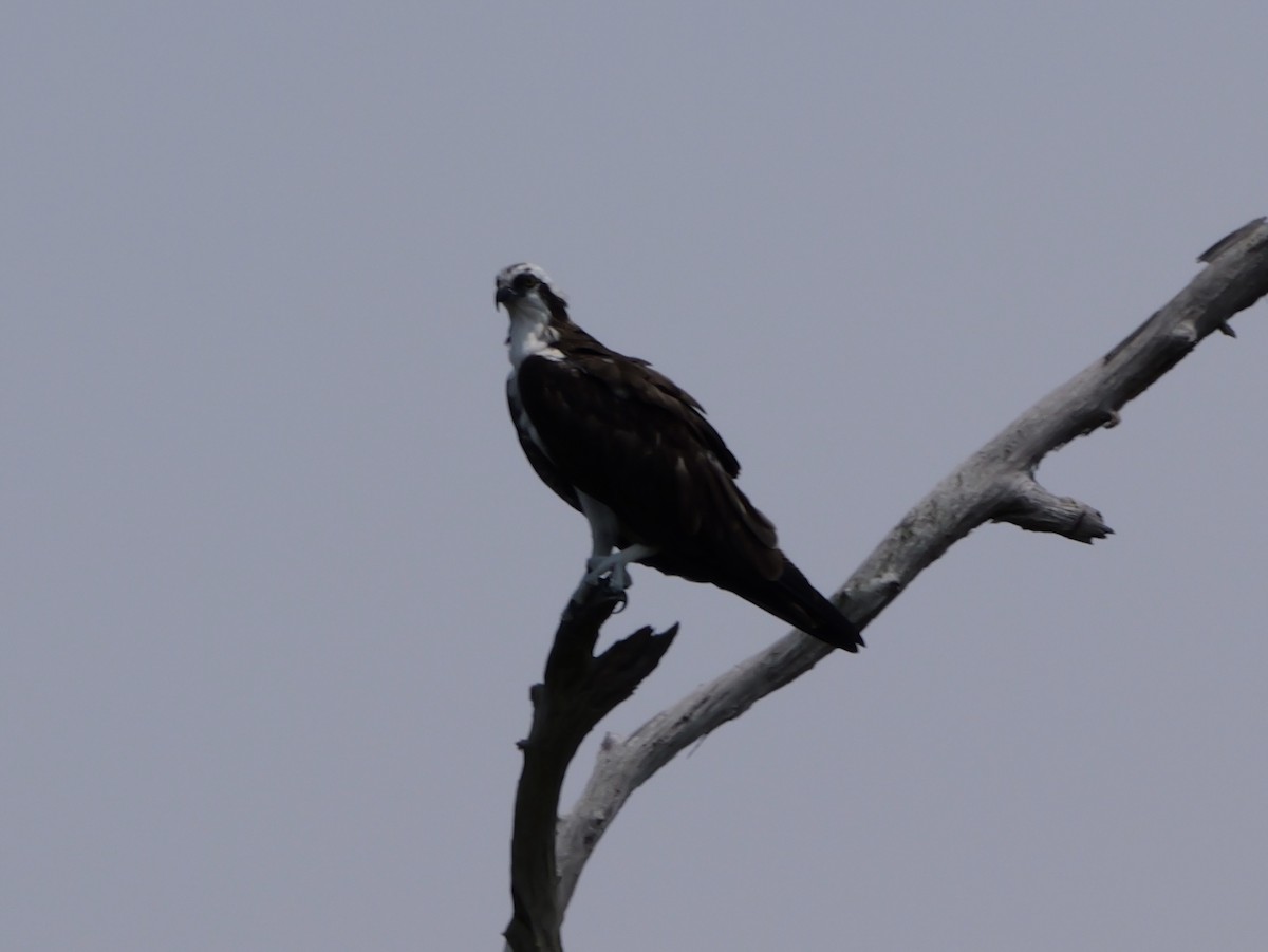 Скопа західна (підвид carolinensis) - ML640917142