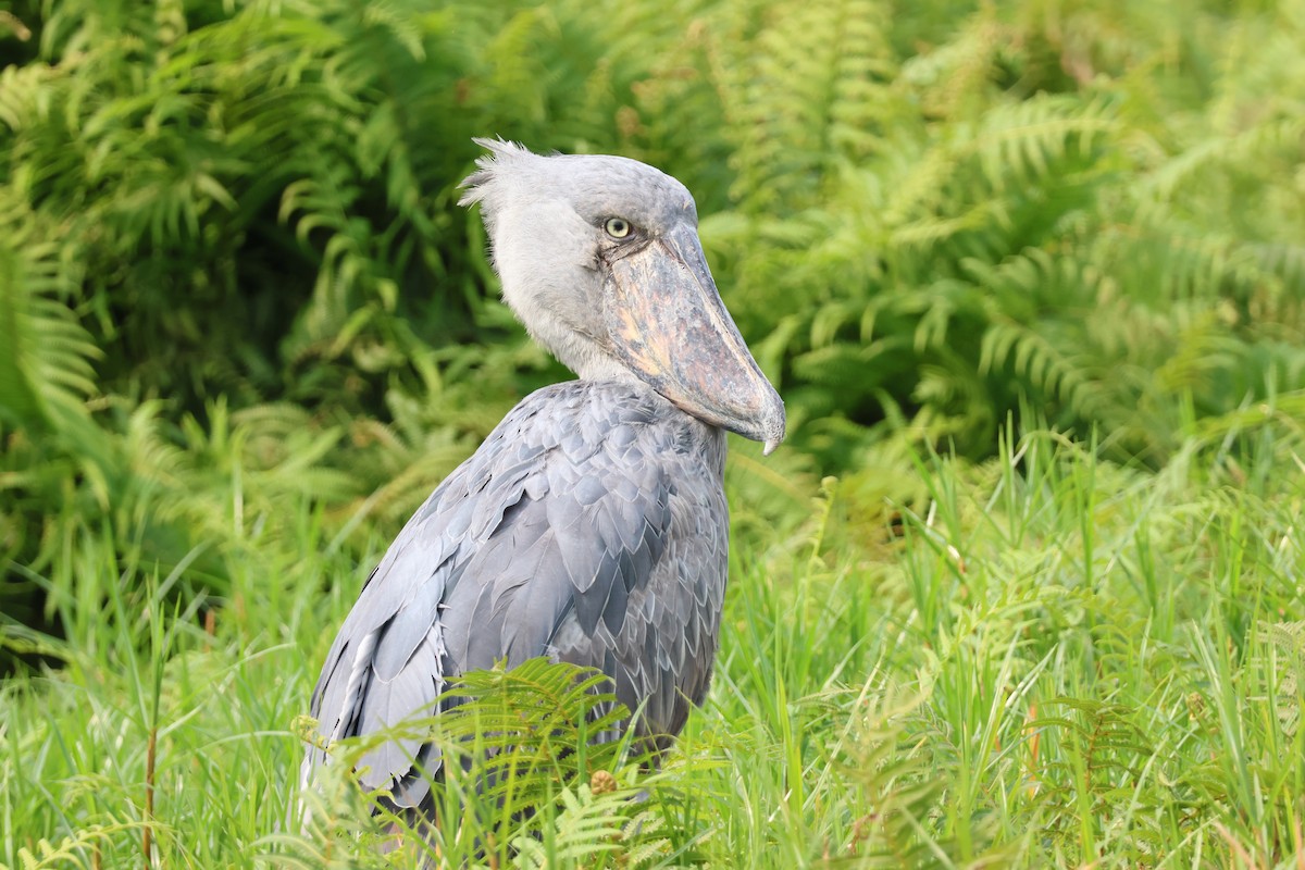 Shoebill - ML640917189