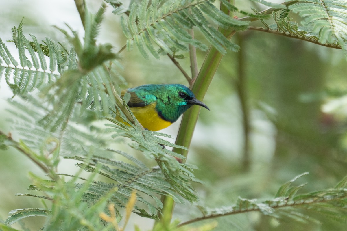 Collared Sunbird - ML640917229
