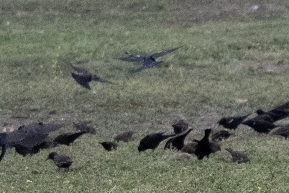 Tricolored Blackbird - ML640917249