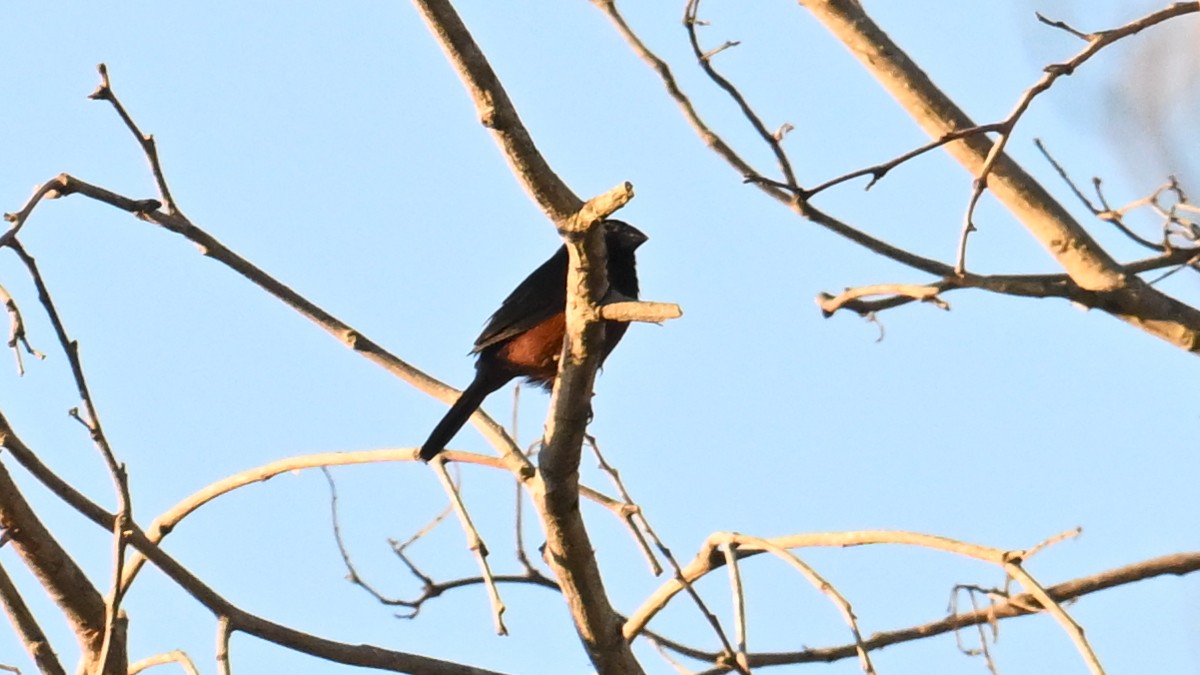 Chestnut-bellied Seed-Finch - ML640917259