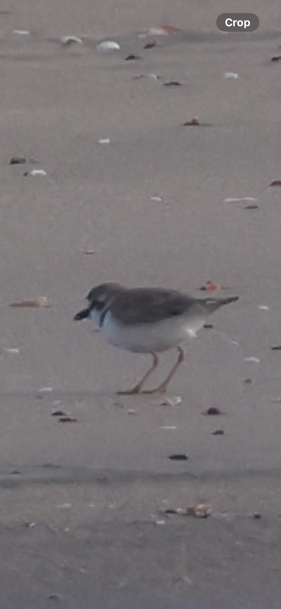Collared Plover - ML640917309