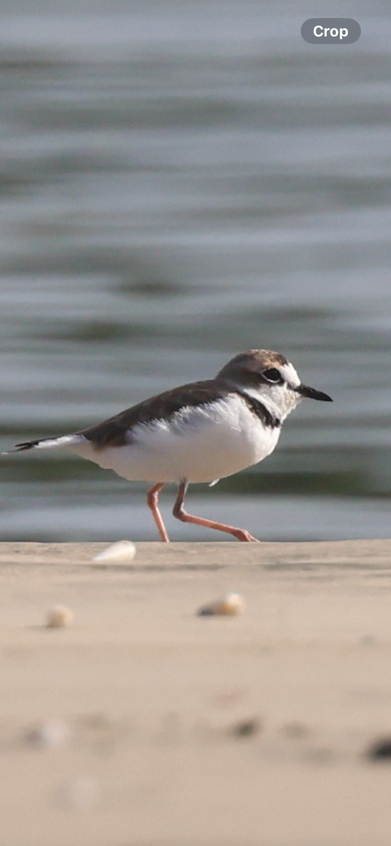 Collared Plover - ML640917310