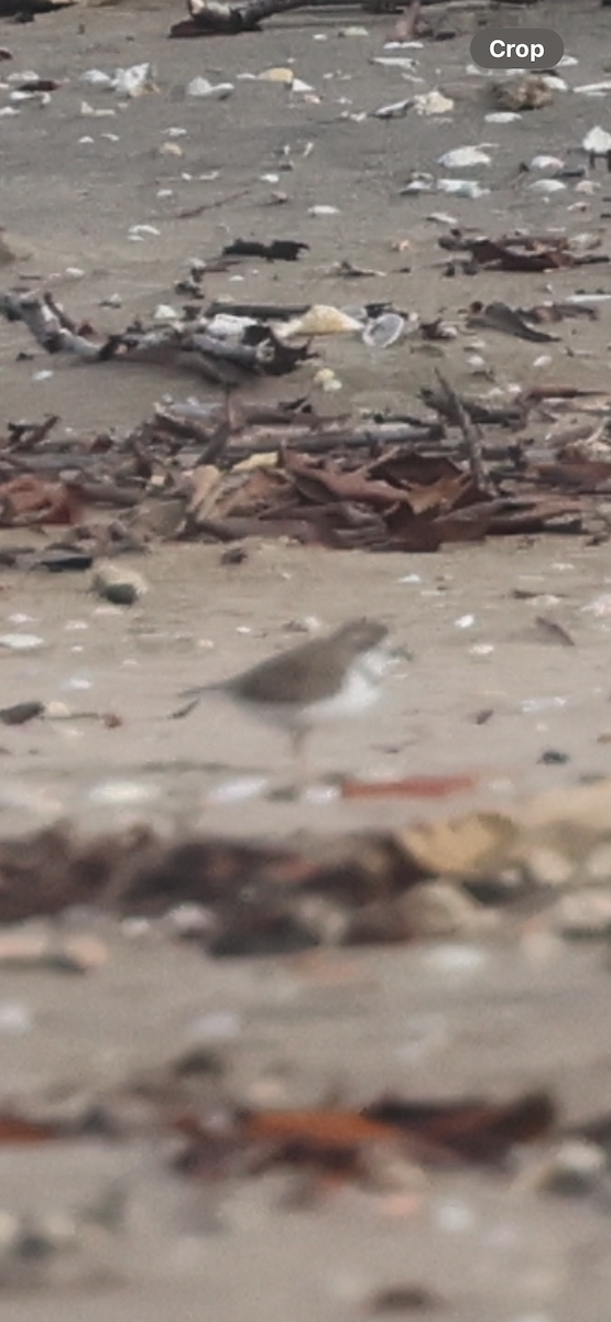 Collared Plover - ML640917311