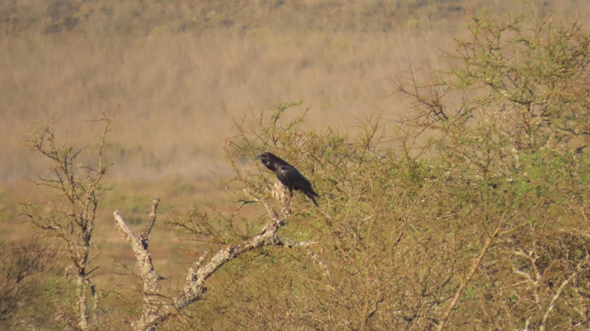 Cape Crow - ML640917334