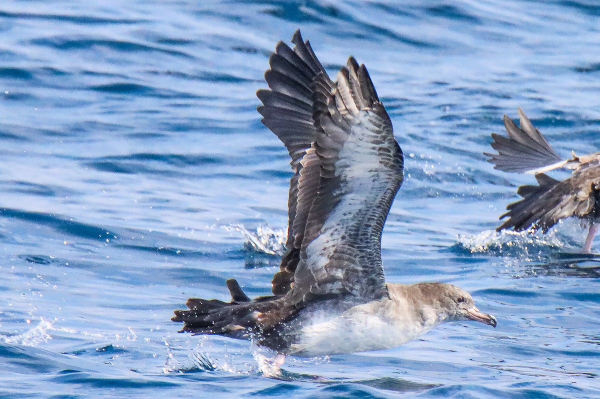 Pink-footed Shearwater - ML640917336