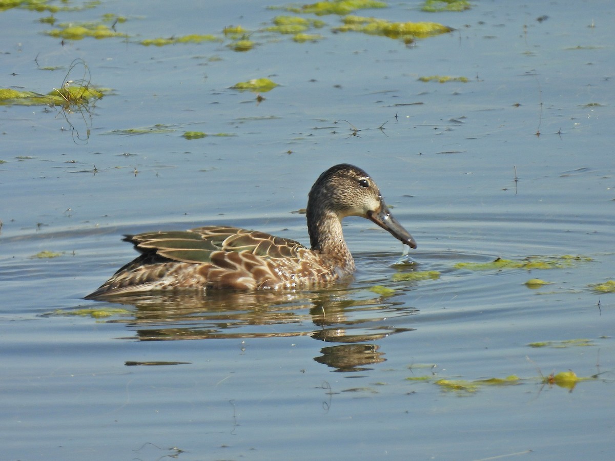 Blue-winged Teal - ML640917393
