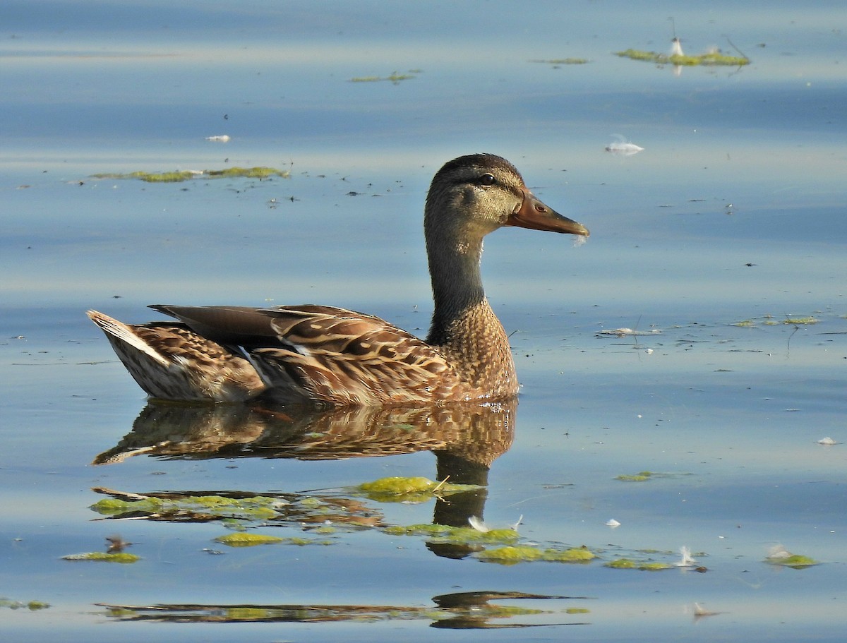 Mallard - ML640917402