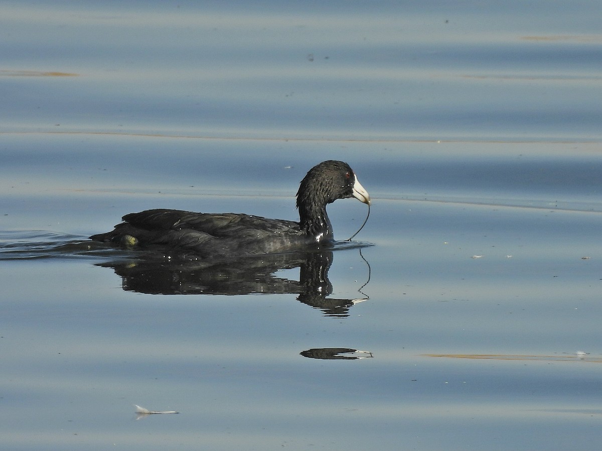 American Coot - ML640917415