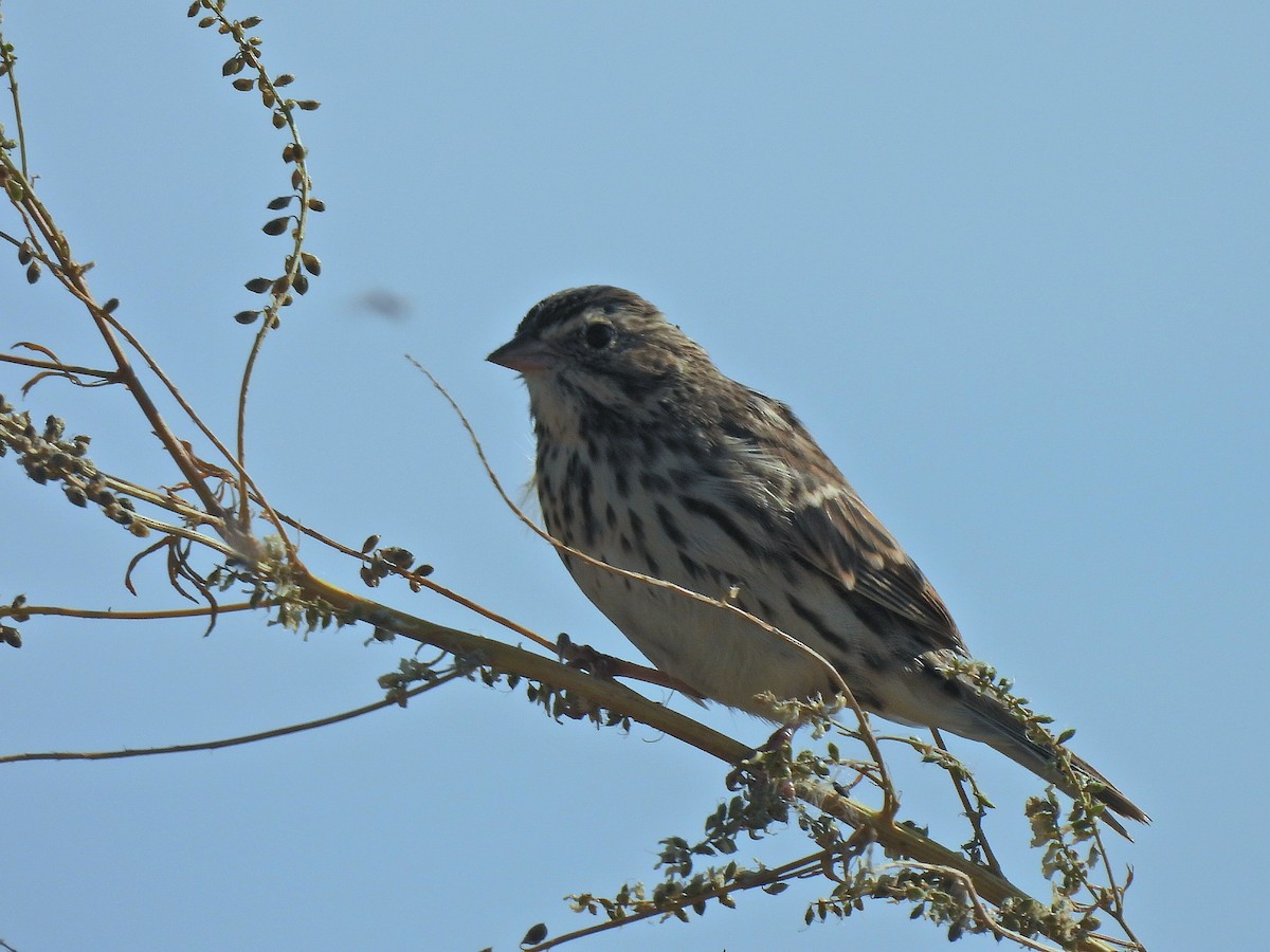 Savannah Sparrow - ML640917428