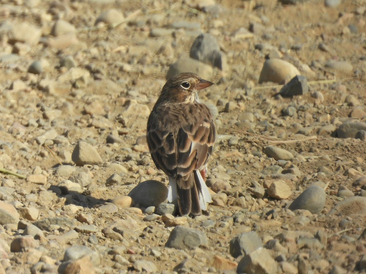 Vesper Sparrow - ML640917443