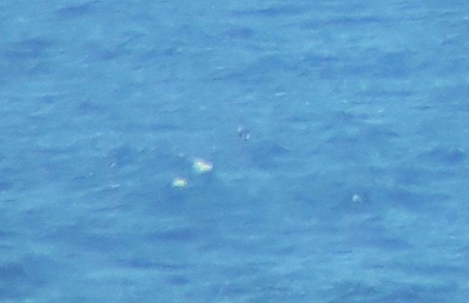 South Polar Skua - ML640917475