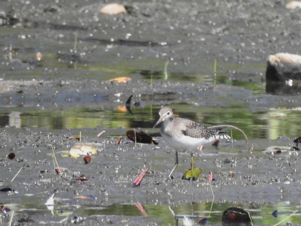 Solitary Sandpiper - ML640917479