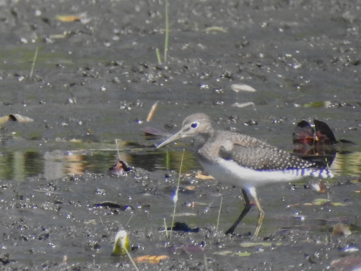 Solitary Sandpiper - ML640917480