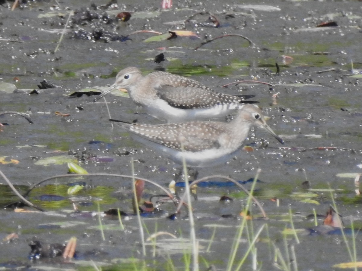 Solitary Sandpiper - ML640917481
