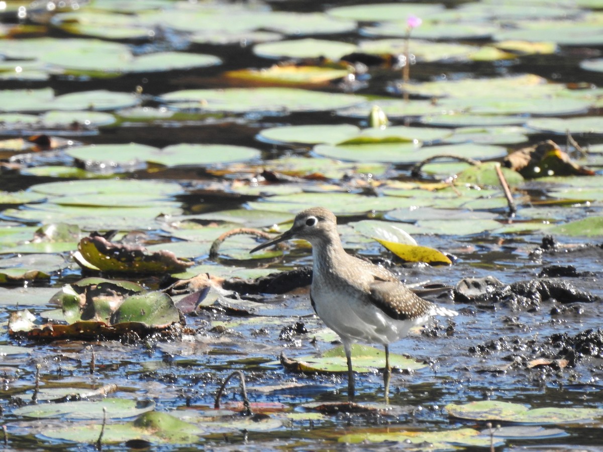 Solitary Sandpiper - ML640917482