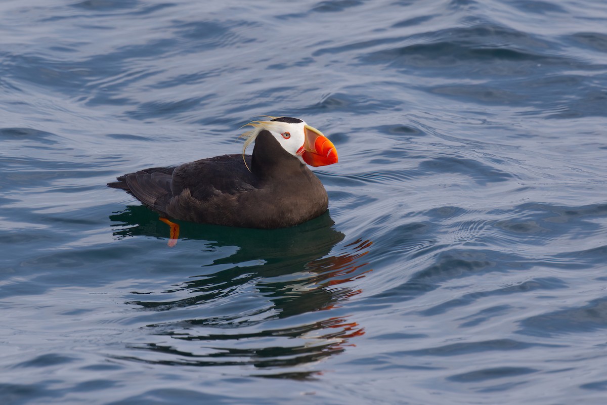 Tufted Puffin - ML640917483