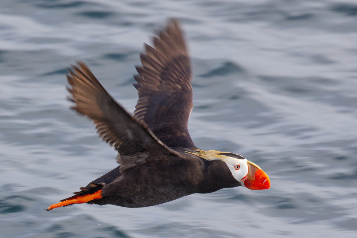 Tufted Puffin - ML640917484