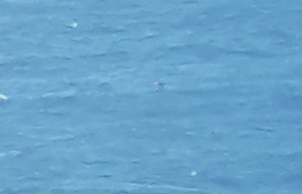 South Polar Skua - ML640917487