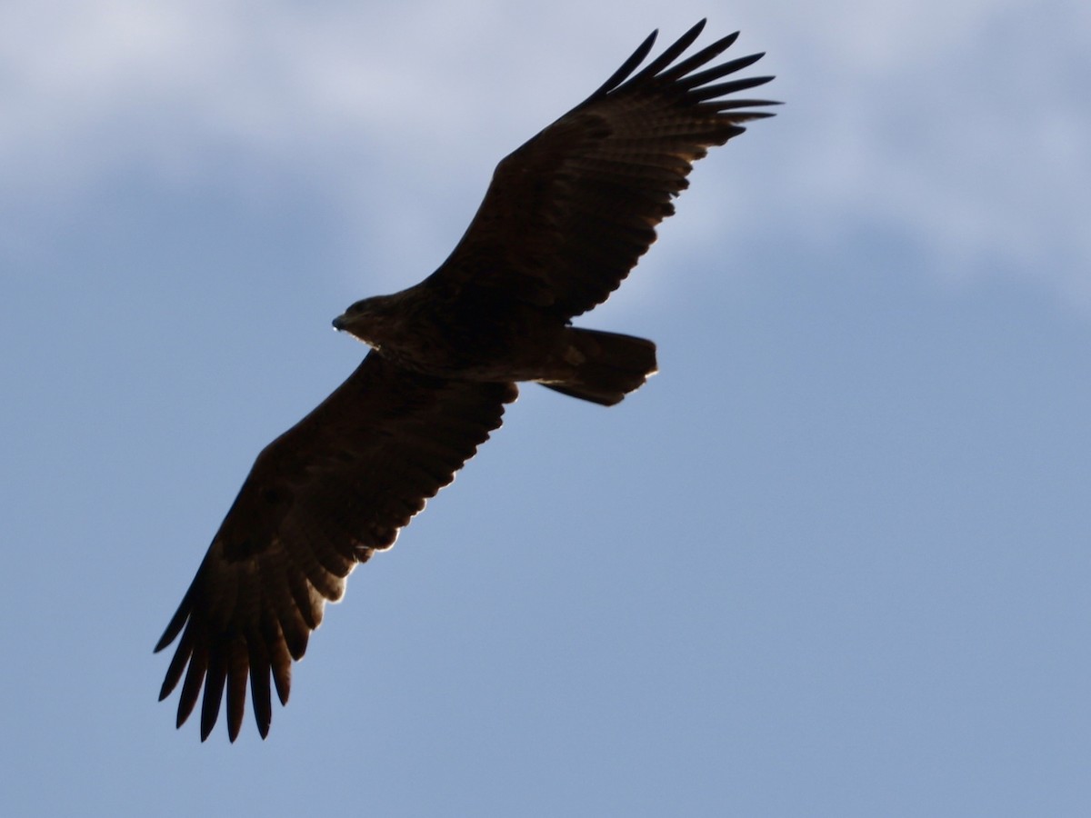 Tawny Eagle - ML640917488