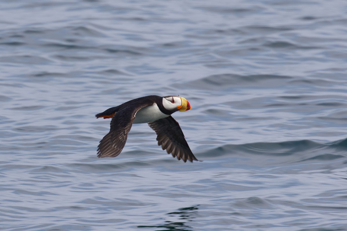 Horned Puffin - ML640917494