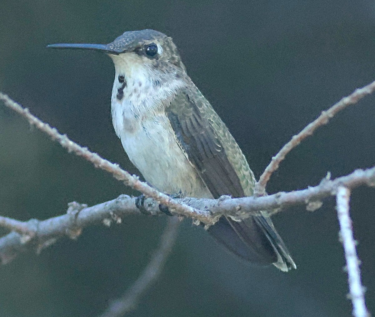 Black-chinned Hummingbird - ML640917521