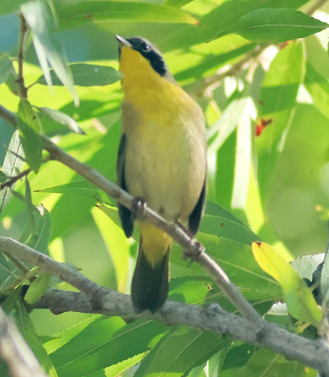 Common Yellowthroat - ML640917530