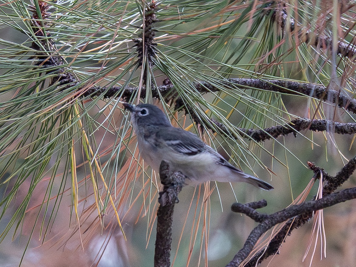 Plumbeous Vireo - ML640917571