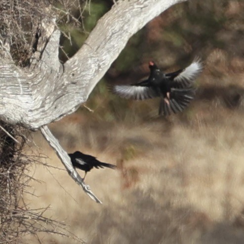 Red-billed Buffalo-Weaver - ML640917630