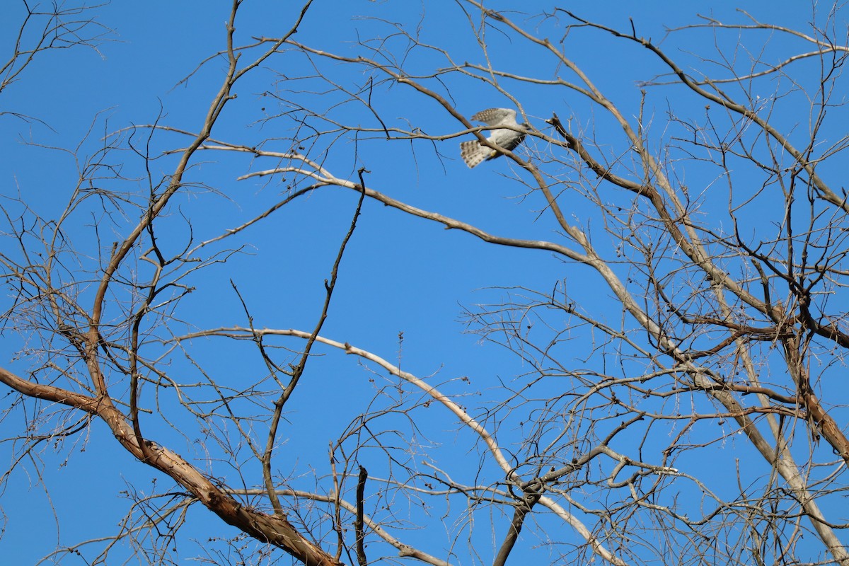 Eurasian Goshawk - ML640917634