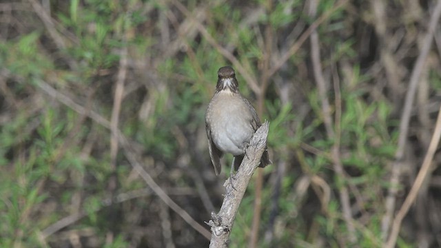 Creamy-bellied Thrush - ML640917643