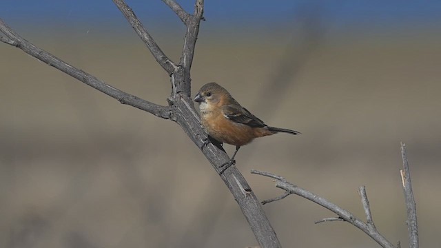 Rusty-collared Seedeater - ML640917647