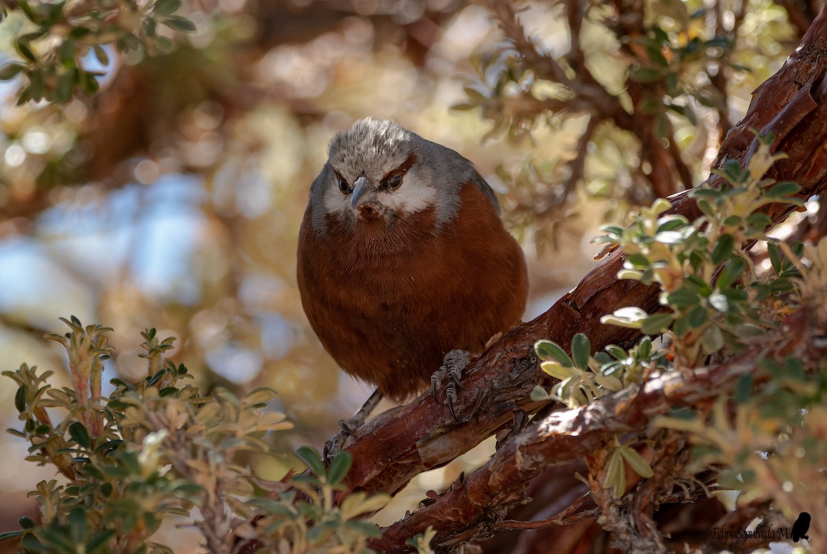 Giant Conebill - ML640917701